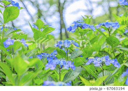 府民の森満開の紫陽花園 67063194