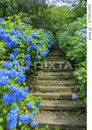 府民の森満開の紫陽花園 府民の森満開の紫陽花園 67063200