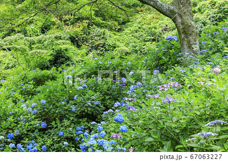 府民の森満開の紫陽花園 府民の森満開の紫陽花園 67063227