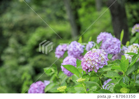 府民の森満開の紫陽花園 府民の森満開の紫陽花園 67063350