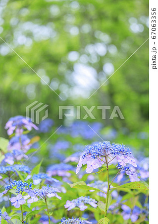 府民の森満開の紫陽花園 67063356