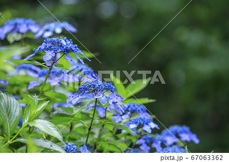 府民の森満開の紫陽花園 67063362