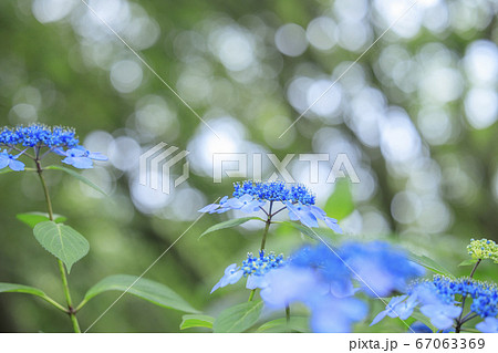 府民の森満開の紫陽花園 67063369