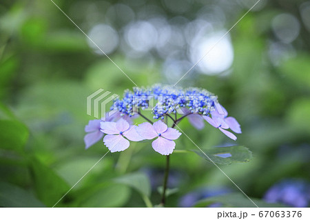 府民の森満開の紫陽花園 67063376