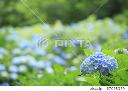 府民の森満開の紫陽花園 67063379