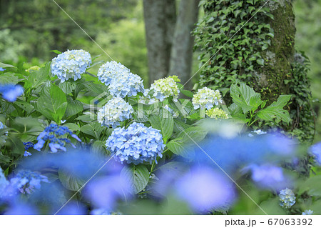 府民の森満開の紫陽花園 67063392