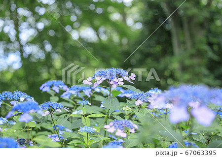 府民の森満開の紫陽花園 府民の森満開の紫陽花園 67063395