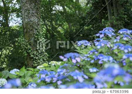 府民の森満開の紫陽花園 67063396