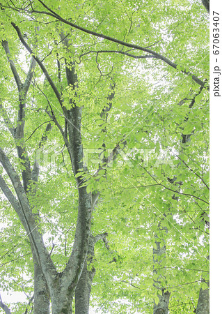 府民の森満開の紫陽花園 67063407