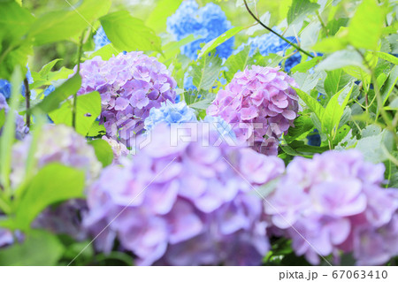 府民の森満開の紫陽花園の写真素材