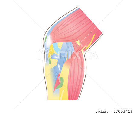 膝の筋肉 筋の構造のイラスト素材