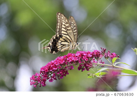 花の蜜を吸うアゲハチョウ　 67063630