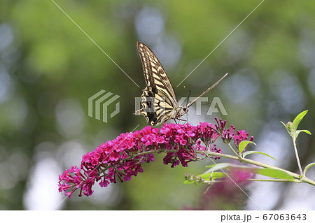 花の蜜を吸うアゲハチョウ 67063643