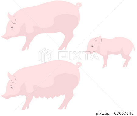 豚 親子 セット - 家畜 養豚 67063646