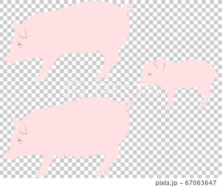 豚 親子 セット - 家畜 養豚 67063647