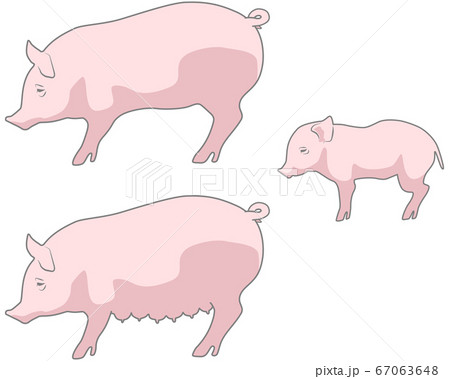 豚 親子 セット - 家畜 養豚 67063648