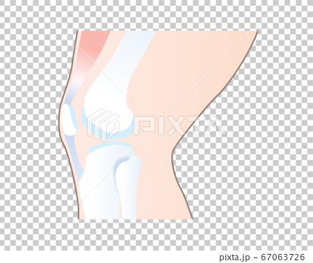 健康な膝の構図イラストのイラスト素材
