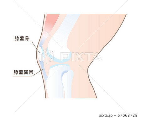 健康な膝の構図イラストのイラスト素材
