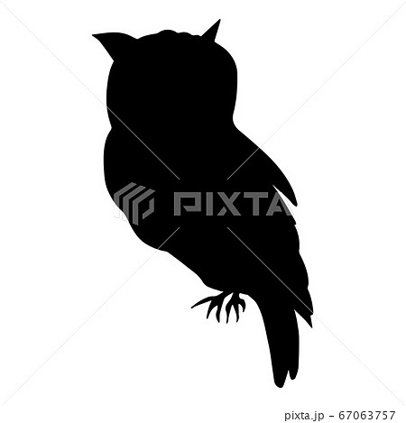 Shadow of a walking owl on a white background Shadow of a walking owl on a white background 67063757