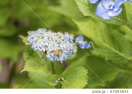 【相模原北公園のガクアジサイとミツバチ】 67063841
