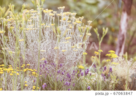 Mountains meadow Mountains meadow 67063847