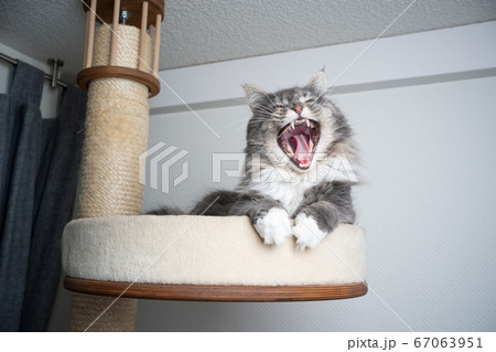 cat yawning on scratching post 67063951