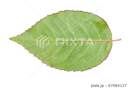 back side of fresh leaf of garden rose isolated 67064137