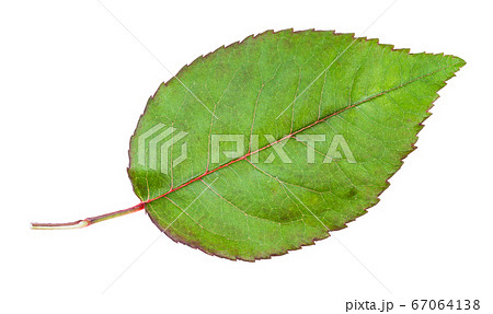 natural leaf of garden rose plant isolated 67064138