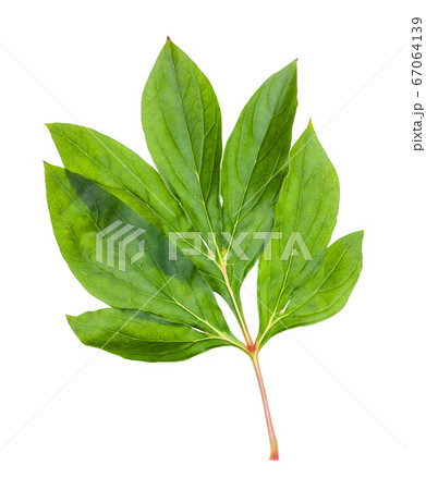 twig with fresh leaves of peony plant isolated 67064139