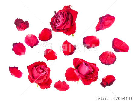 withered petals and three red rose blooms 67064143