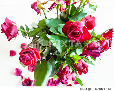 bouquet of withered red rose flowers on pale table 67064148