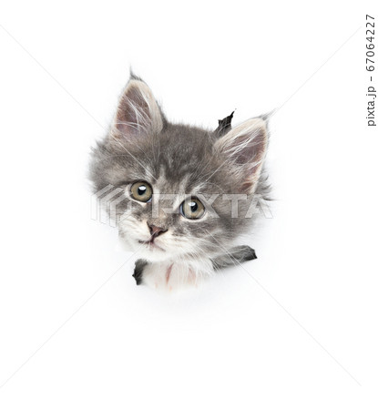 curious kitten sticking head through hole 67064227