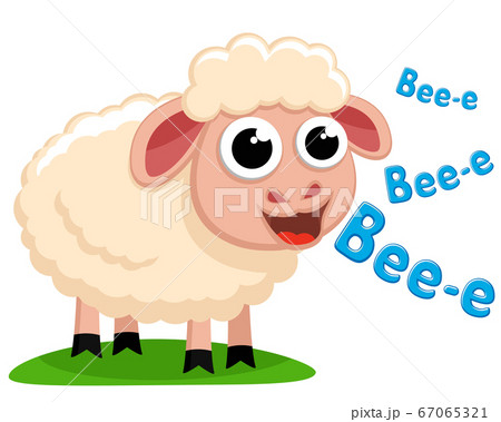 A sheep stands on the grass and smiles on a white A sheep stands on the grass and smiles on a white 67065321