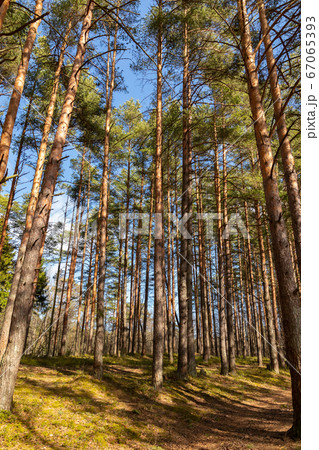 Forest of Pine Trees Stock Photo by ©eric1513 105639384