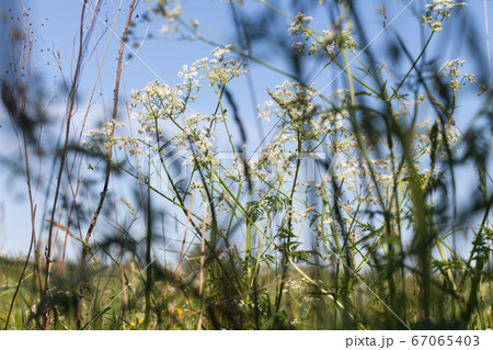 Umbrella grass at sunny day, abstract photo 67065403