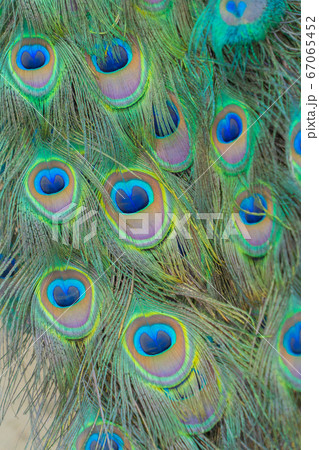 Peacock bird displaying out spread tail feathers 67065452