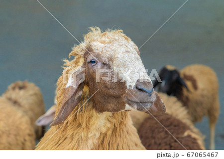 goats, lamb, or sheep in farm at zoo park in rural 67065467