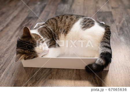 Domestic young cat sleeping in the box 67065636