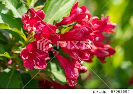 Weigela, Weigela florida 67065694