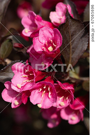 Weigela, Weigela florida 67065696