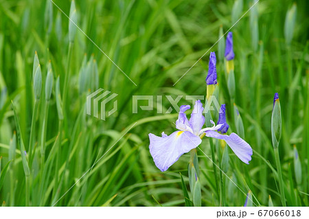 花菖蒲 花菖蒲 67066018