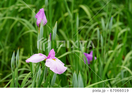花菖蒲 67066019