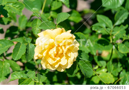 Blooming yellow rose bud on a branch. 67066053
