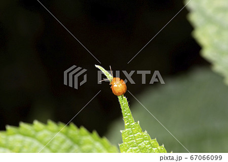 オオアカマルノミハムシ オオアカマルノミハムシ 67066099