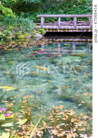 名もなき池　(6月　モネの池　岐阜) 67066458