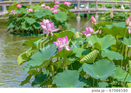 ハス (6月 南条 福井) ハス (6月 南条 福井) 67066580