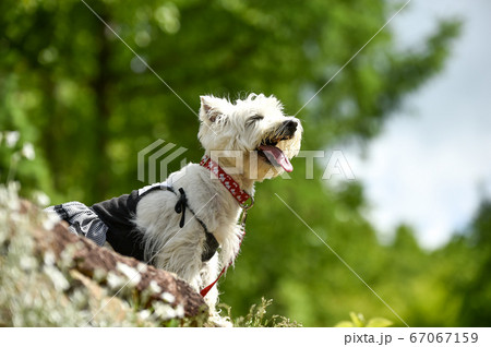 公園でお澄ましするウェスティ 公園でお澄ましするウェスティ 67067159