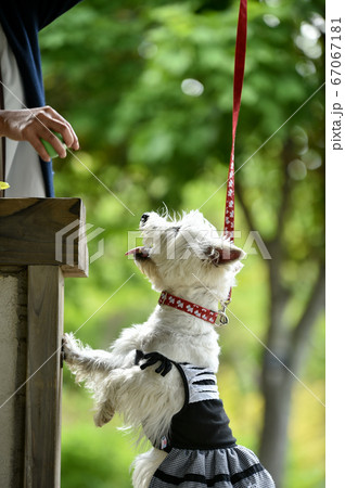 公園でお澄ましするウェスティ 公園でお澄ましするウェスティ 67067181