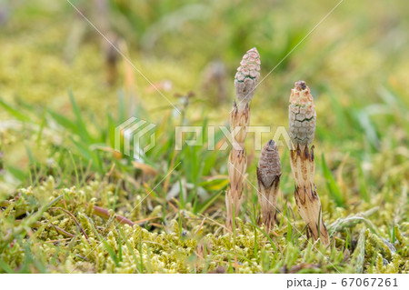 ツクシ の家族 67067261