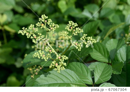 ヤブガラシの花 ヤブガラシの花 67067304